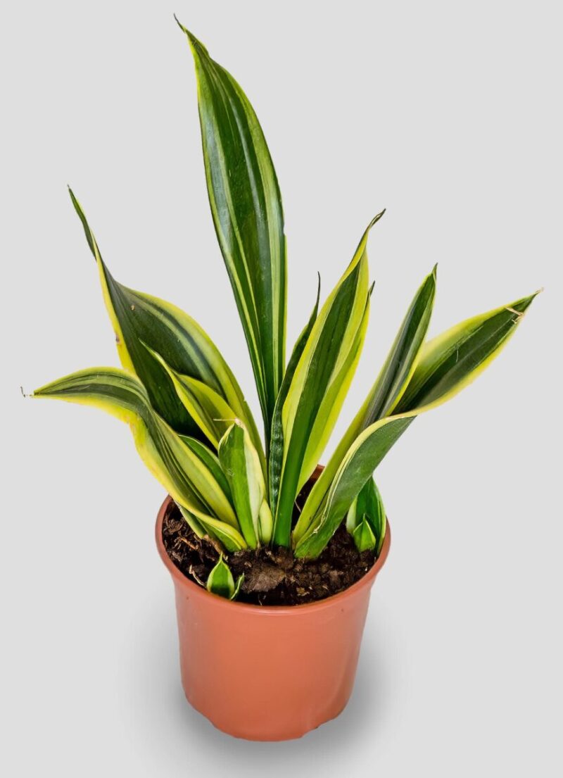 Sansevieria  Laurentii