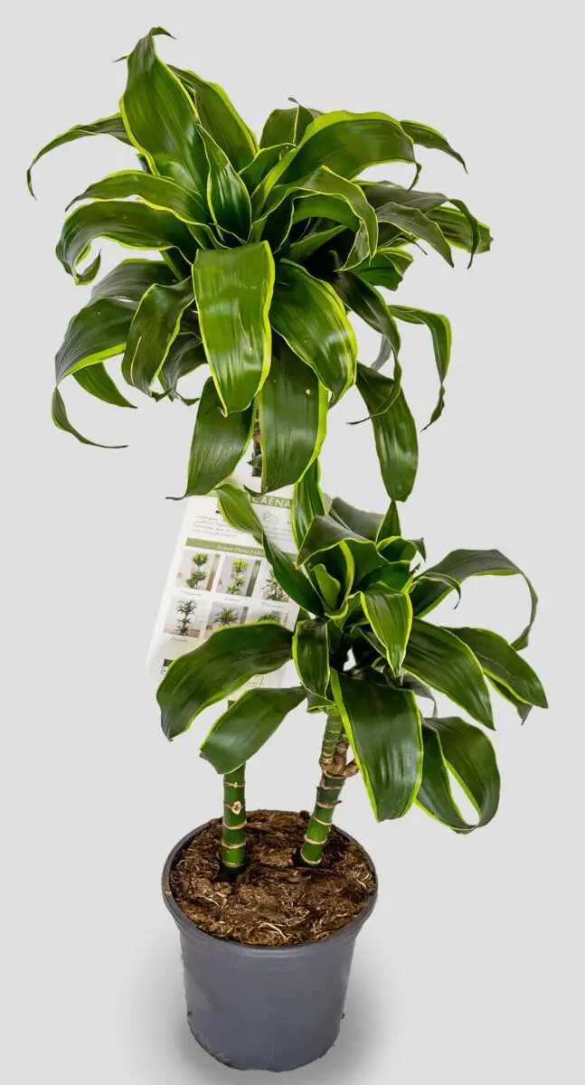 Dracaena dorado - Anga