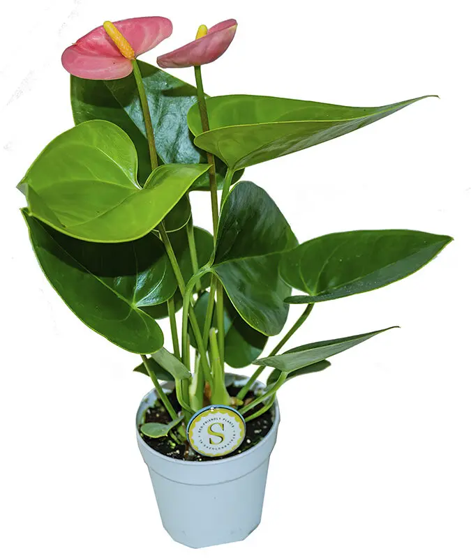 buy philodendron painted lady Painted Lady Philodendron – Lichtenfelt's