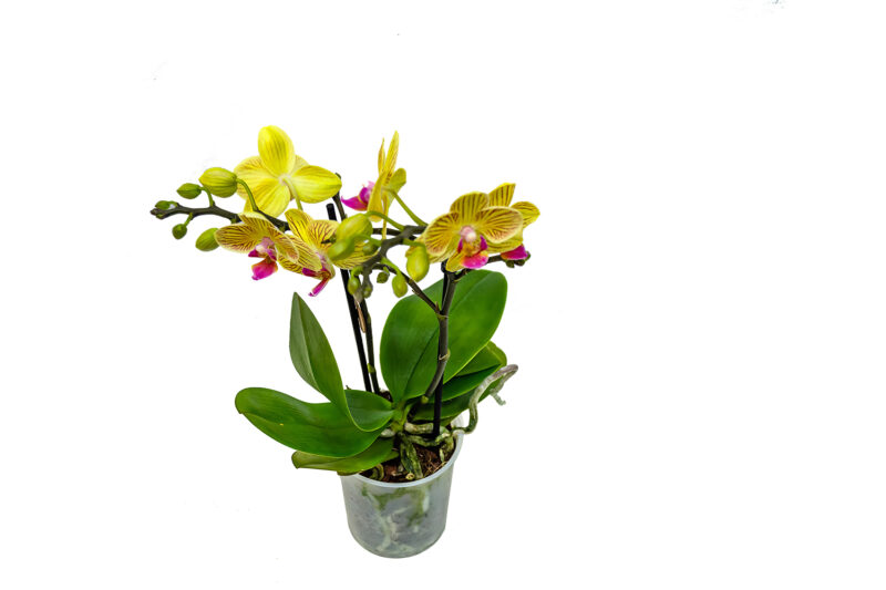 Phalaenopsis mini amarillo