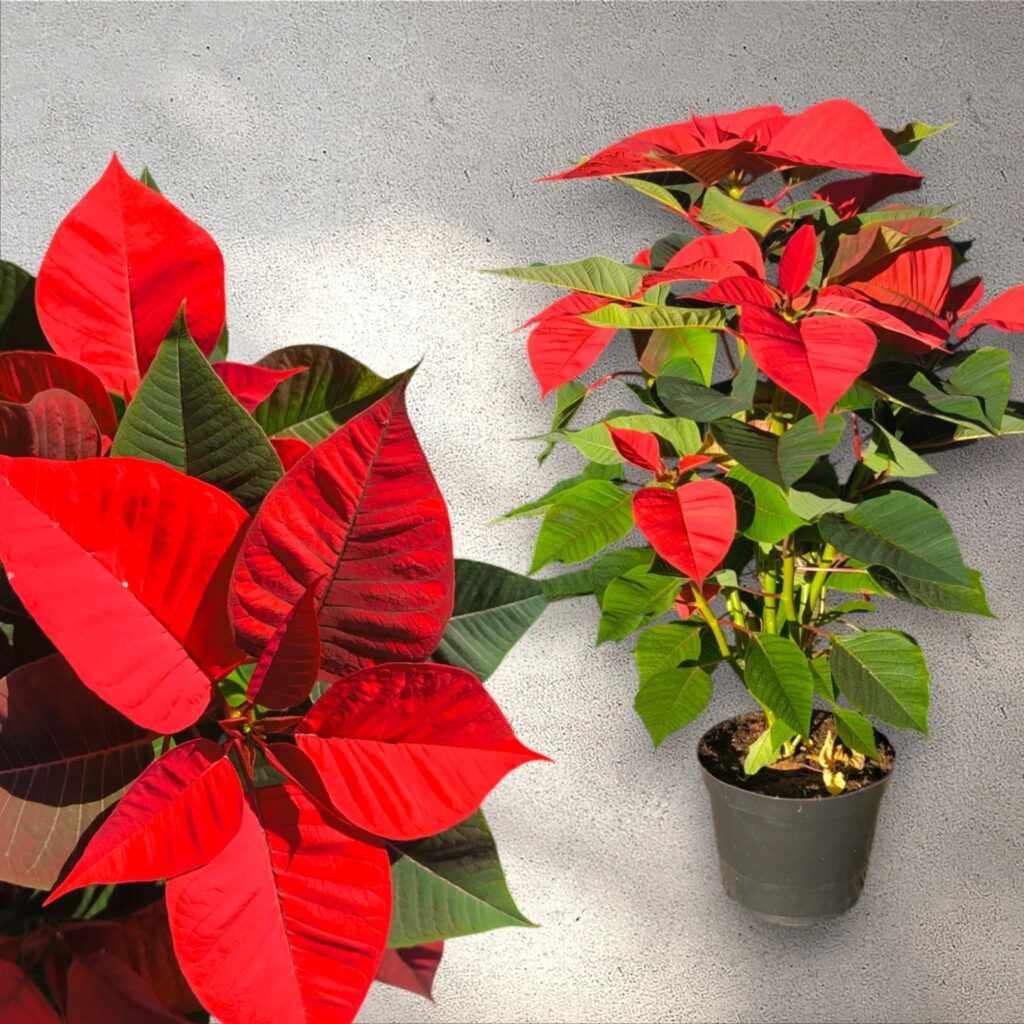 Instagram post from anga.plantasornamentales. This post is in position 8.
