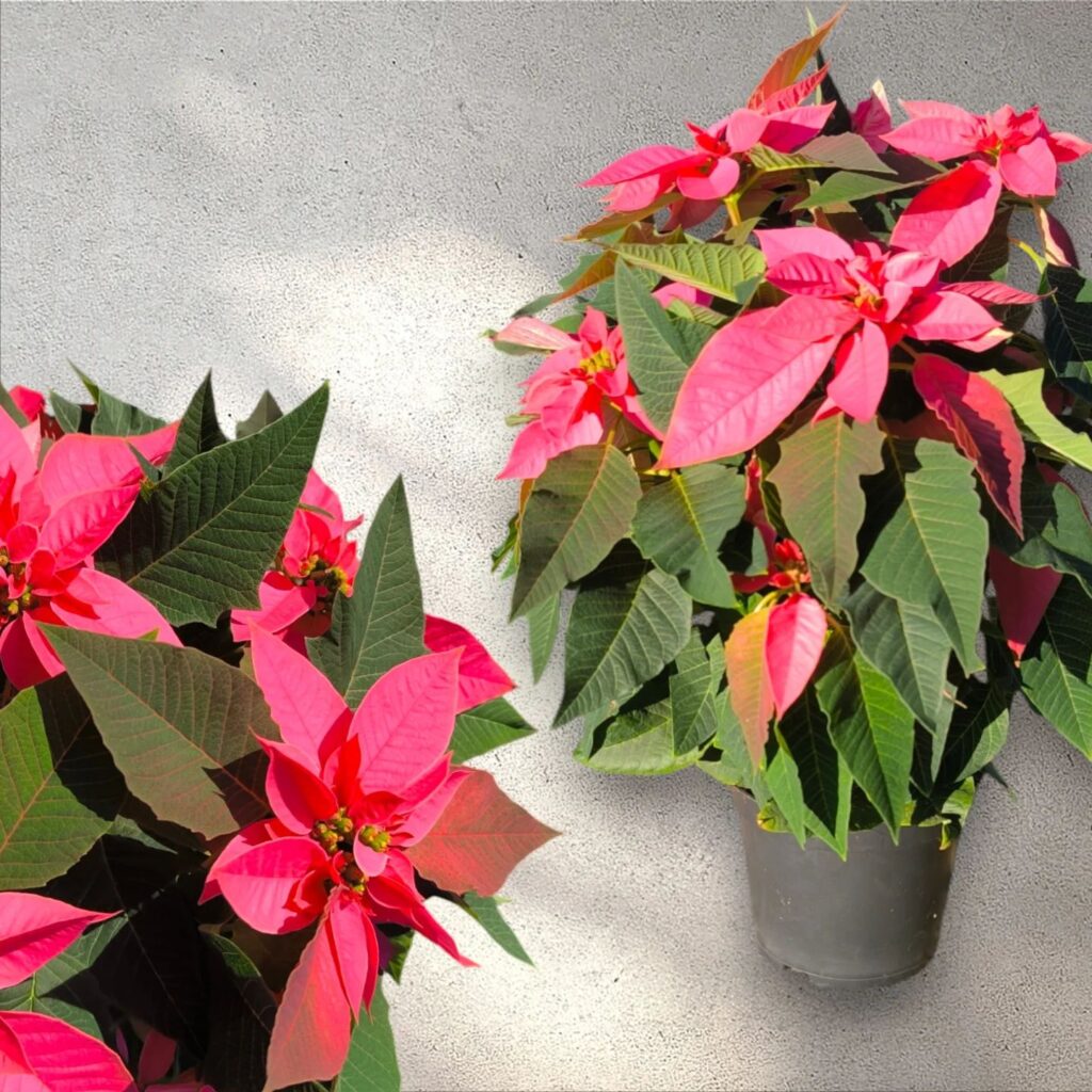 Instagram post from anga.plantasornamentales. This post is in position 1.