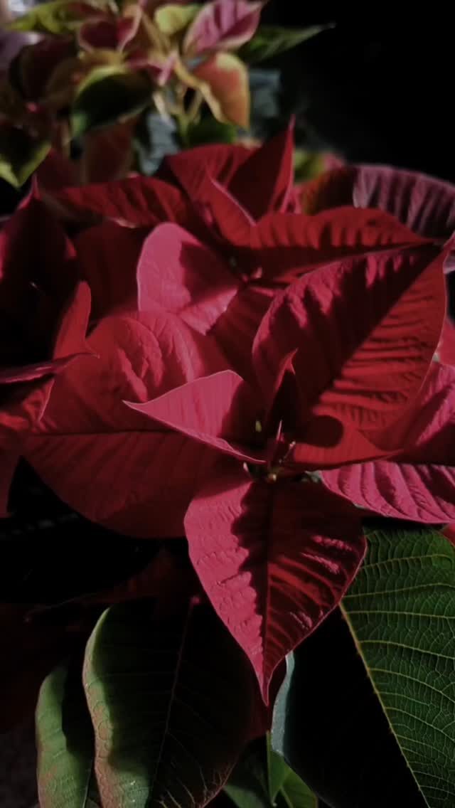 Instagram post from anga.plantasornamentales. This post is in position 2.