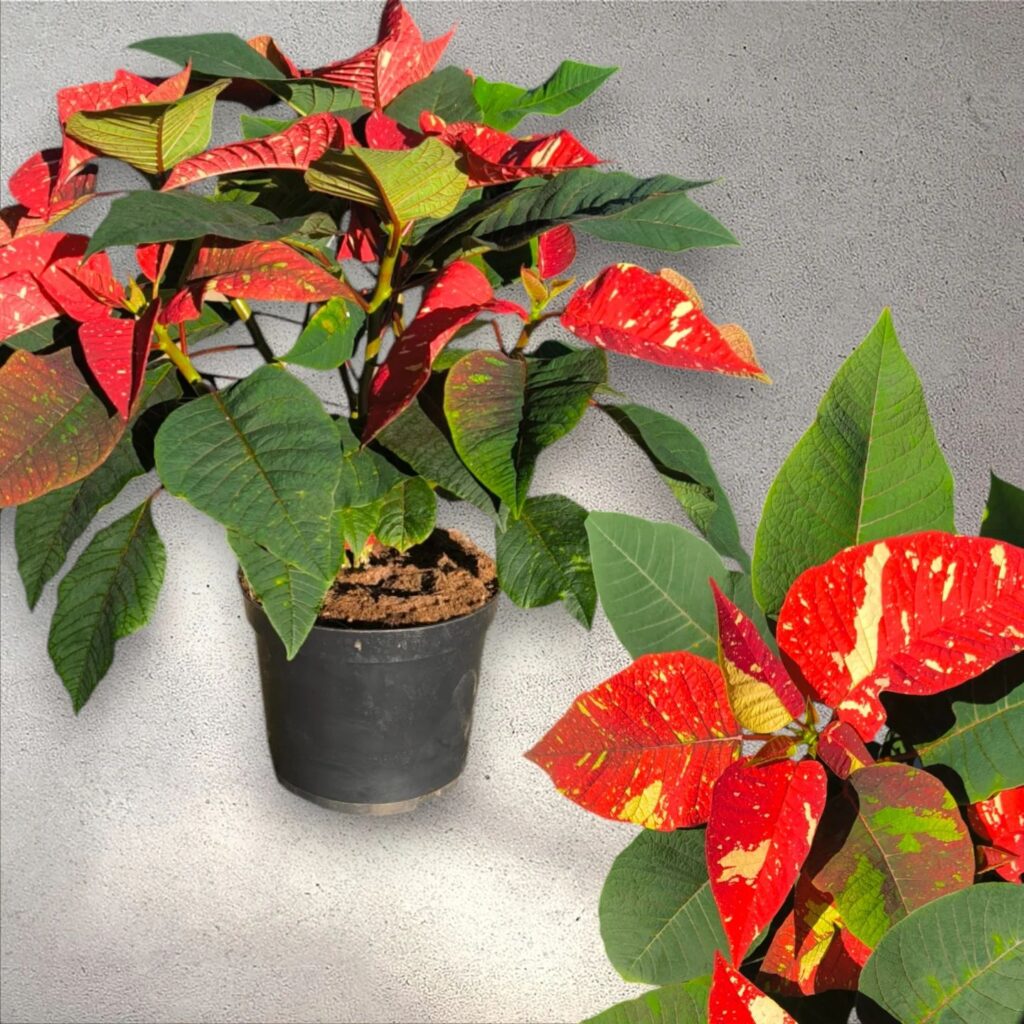 Instagram post from anga.plantasornamentales. This post is in position 0.