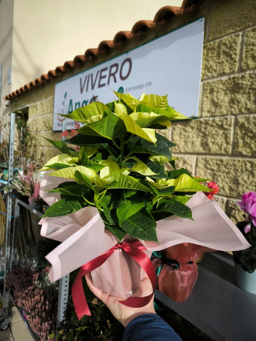 Instagram post from anga.plantasornamentales. This post is in position 2.