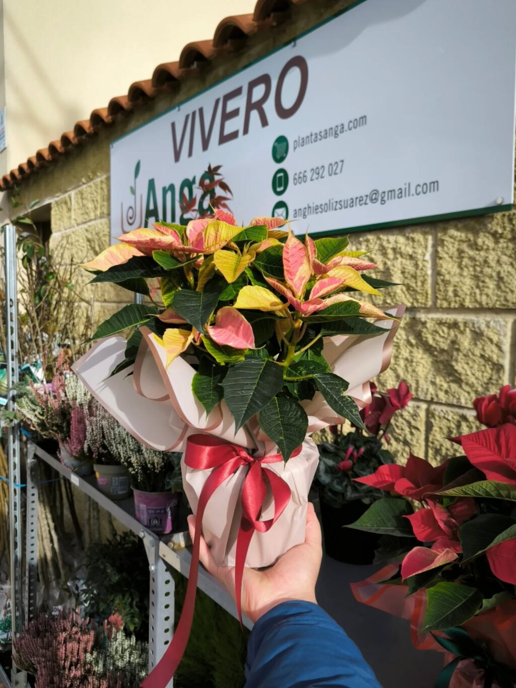 Instagram post from anga.plantasornamentales. This post is in position 1.