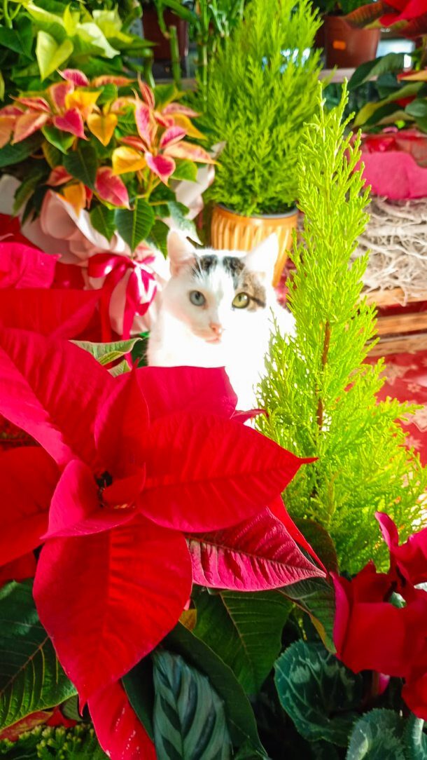 Instagram post from anga.plantasornamentales. This post is in position 1.