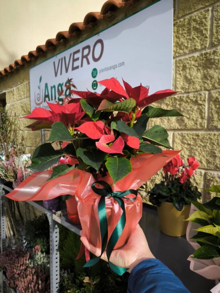 Instagram post from anga.plantasornamentales. This post is in position 3.