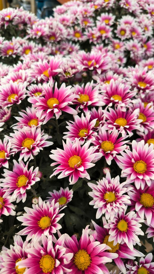 Instagram post from anga.plantasornamentales. This post is in position 7.