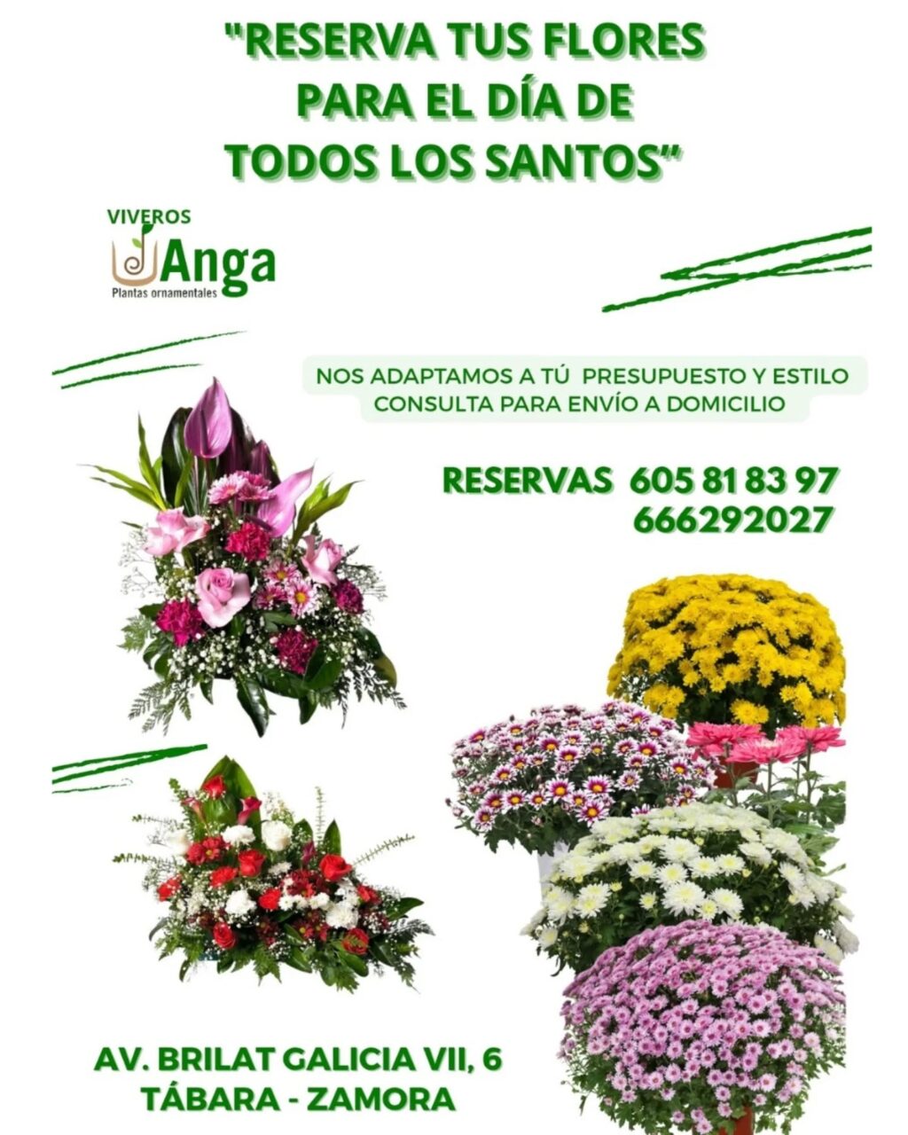 Instagram post from anga.plantasornamentales. This post is in position 7.